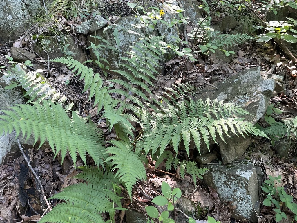 Dryopteris Marginalis