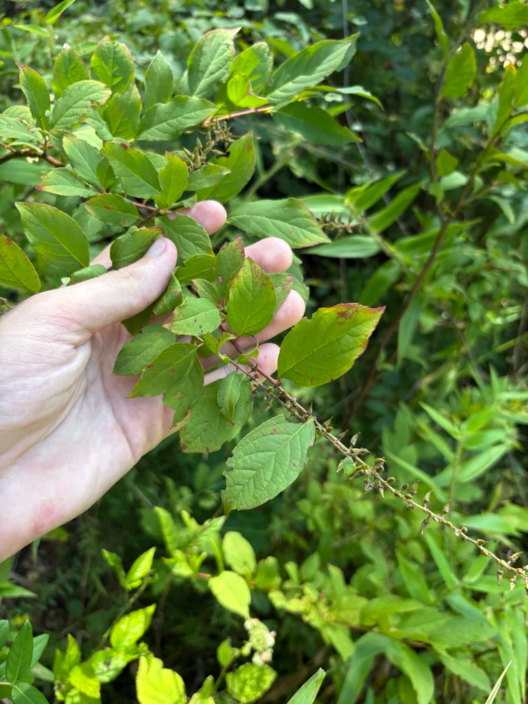 Itea virginica