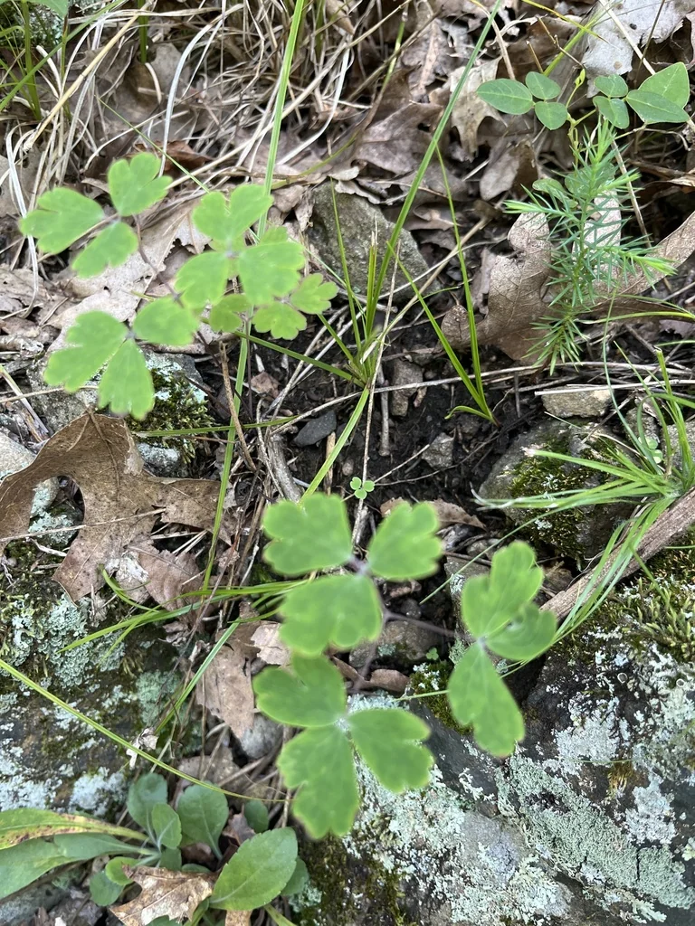 Aquilegia Canadensis