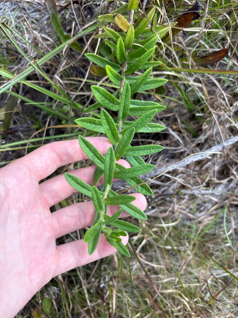 Asclepias Tuberosa