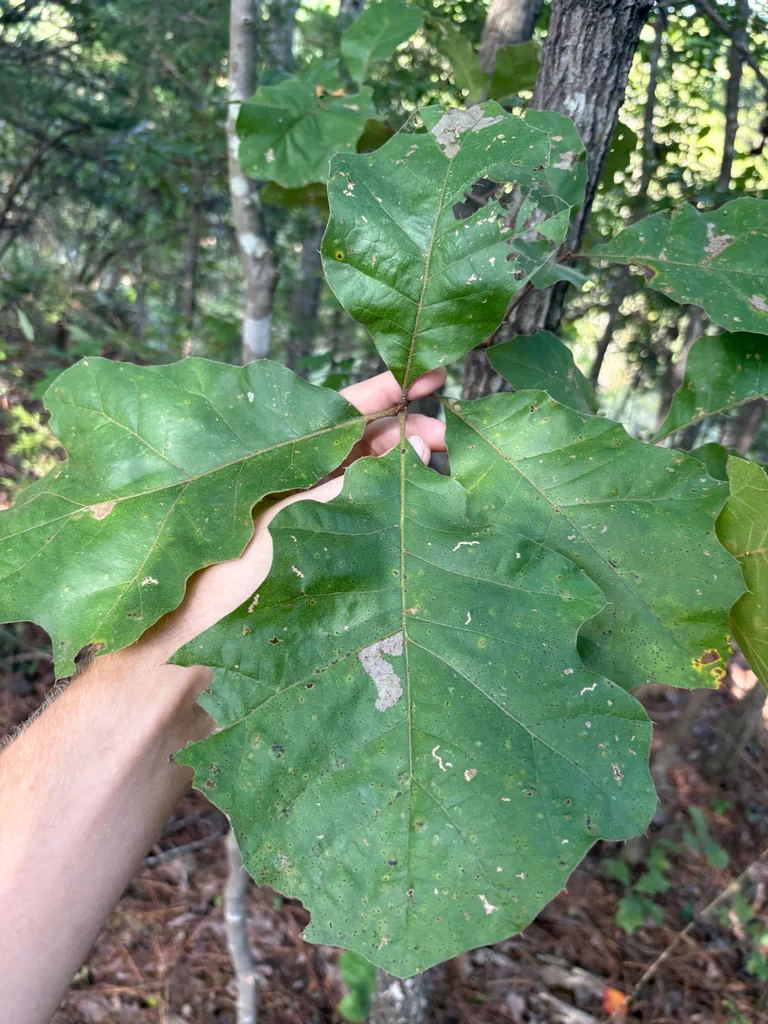 Quercus velutina