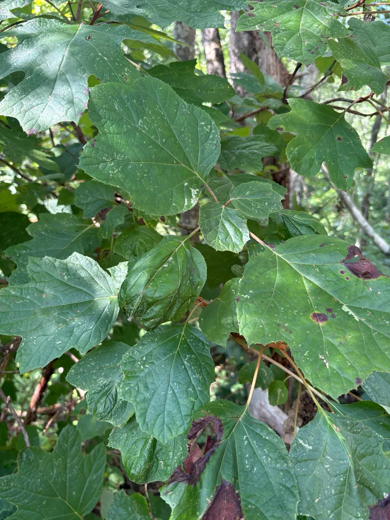 Hydrangea quercifolia