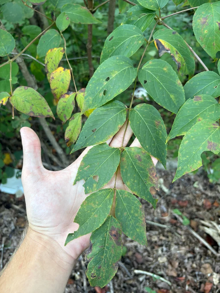 Aralia Spinosa