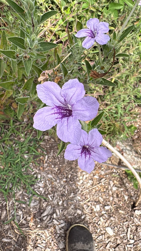 Ruellia Humilis