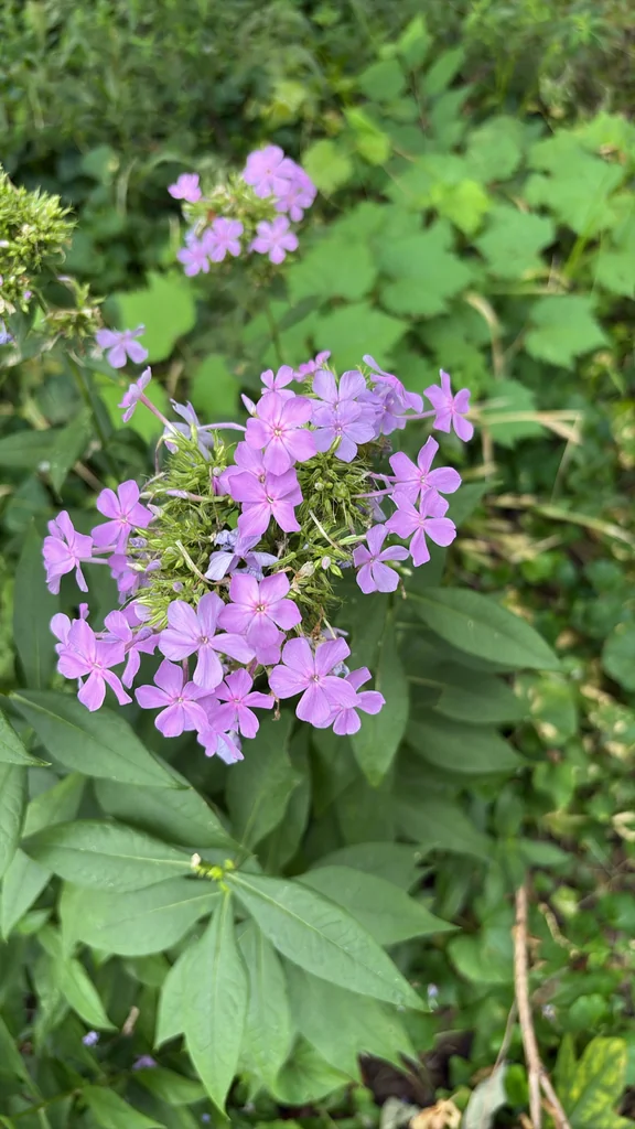 Phlox paniculata