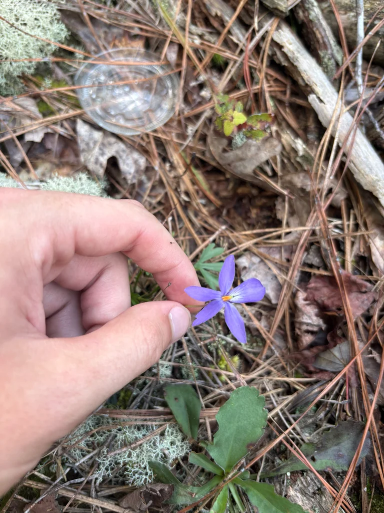 Viola Pedata