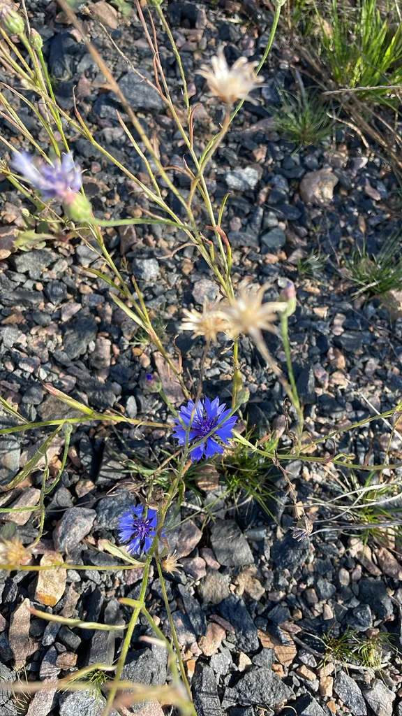 Centaurea Cyanus