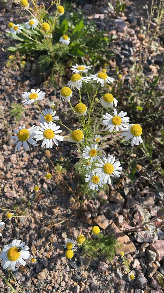 Matricaria Recutita