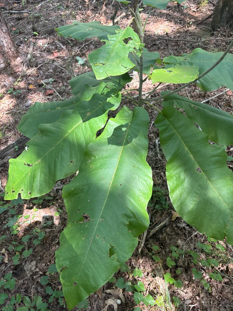 Magnolia Macrophylla