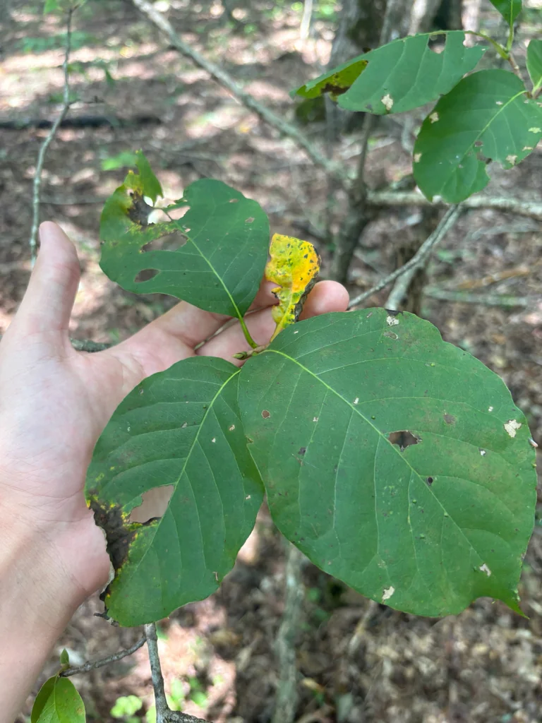 Nyssa Sylvatica