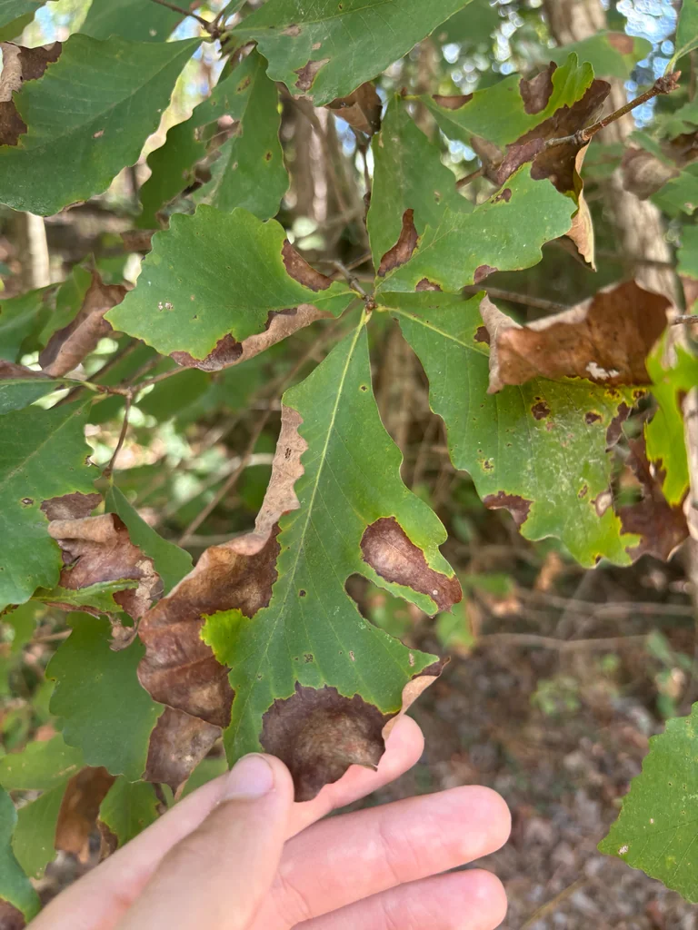 Quercus Montana