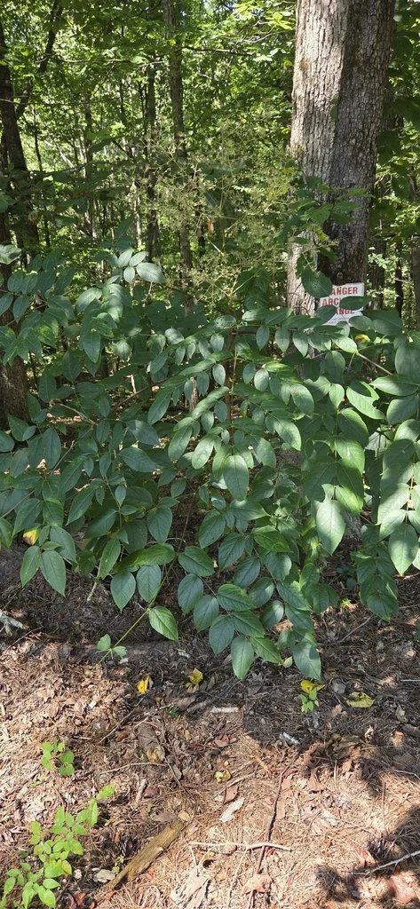 Aralia Spinosa