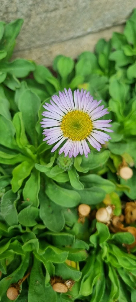 Erigeron Glaucus