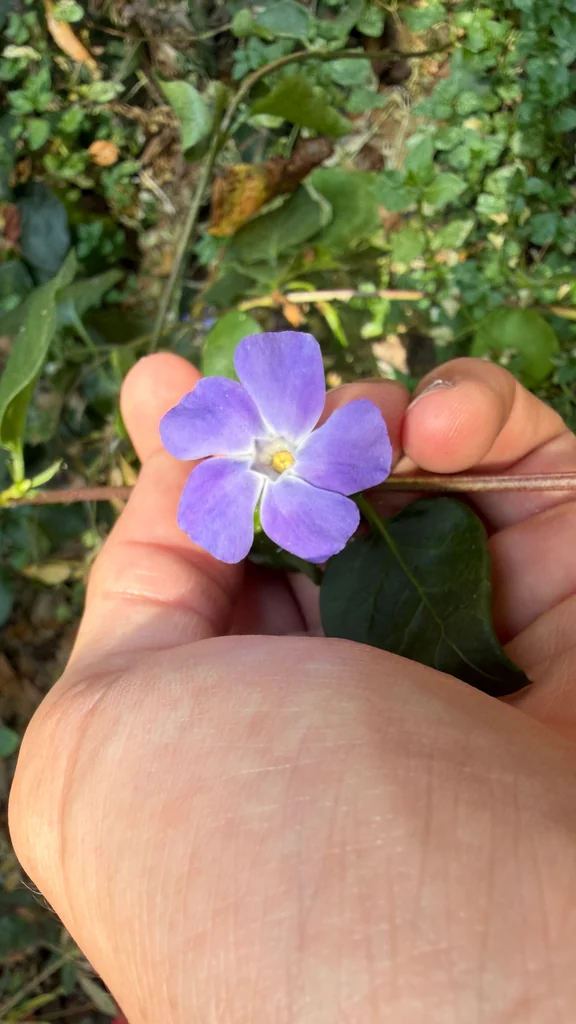 Vinca major