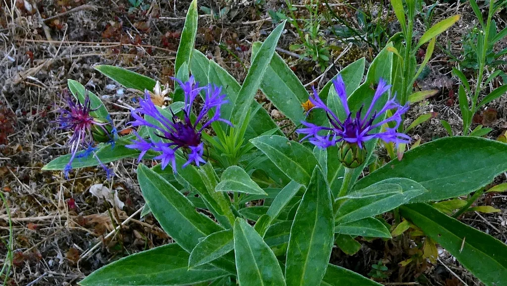 Centaurea Montana