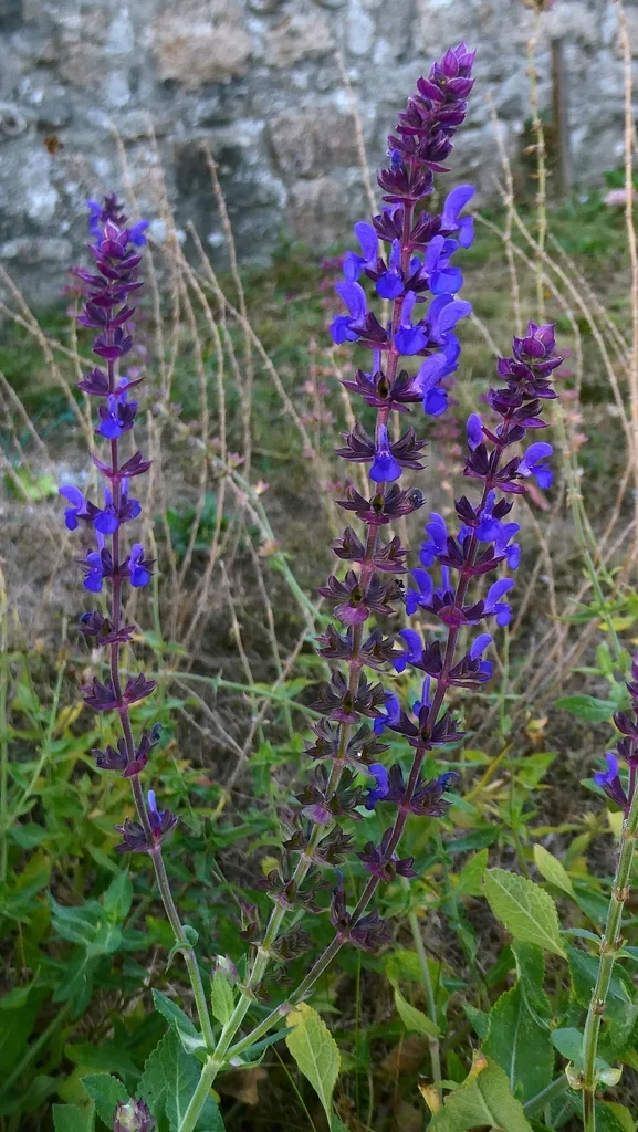 Salvia nemorosa