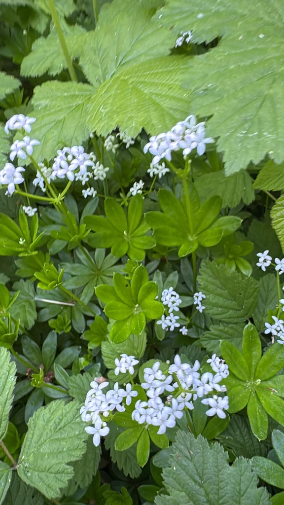 Galium Odoratum