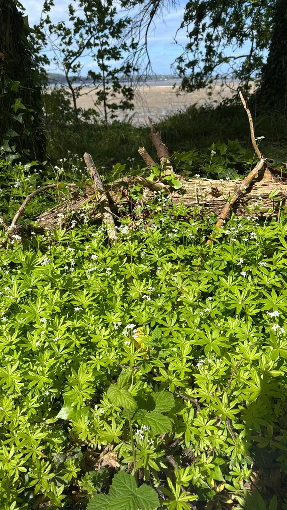 Galium Odoratum