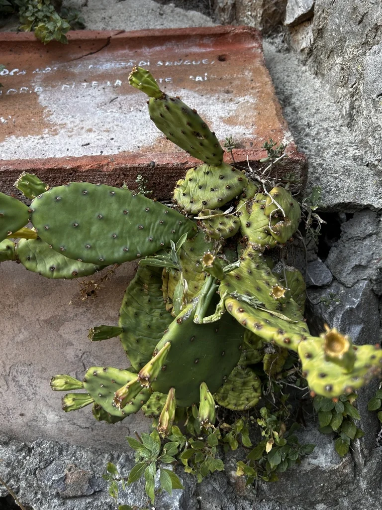 Opuntia Humifusa