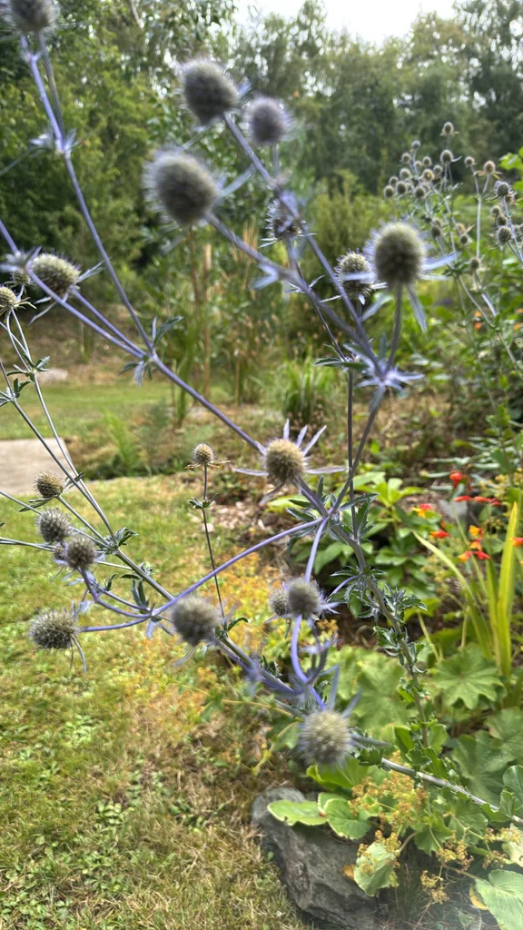 Eryngium Planum