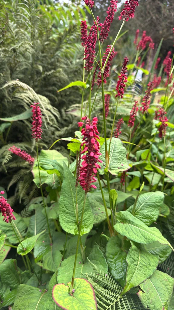 Persicaria amplexicaulis