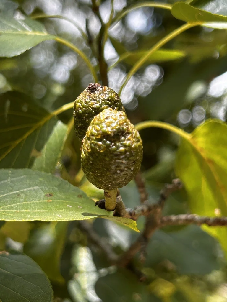 Alnus Cordata
