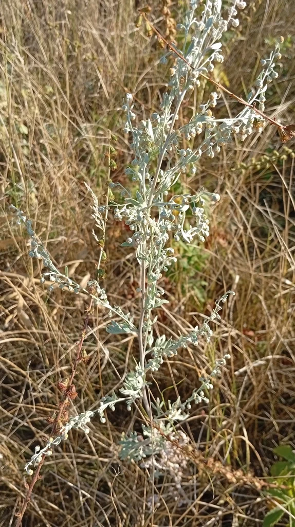 Artemisia Absinthium