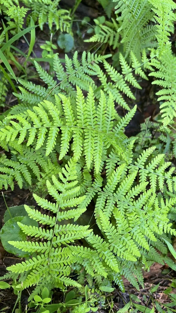 Thelypteris Noveboracensis