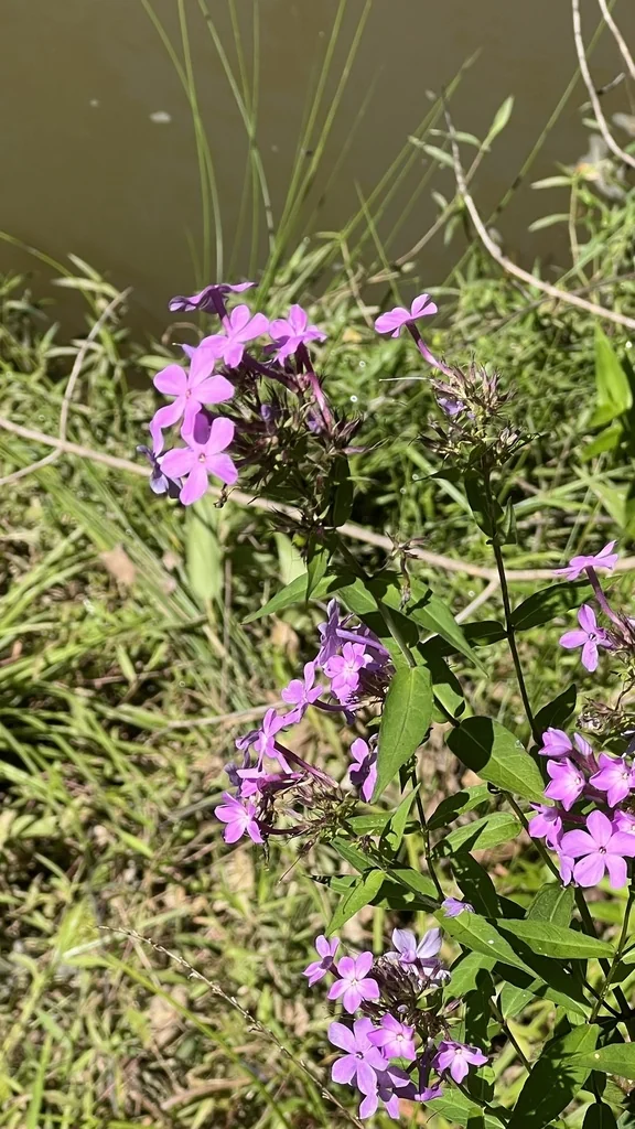 Phlox paniculata