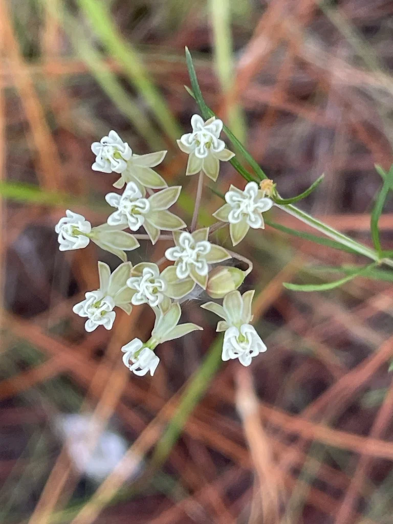 Asclepias Verticillata