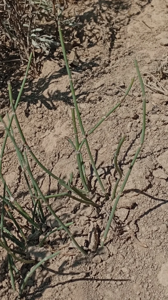 Ephedra Distachya