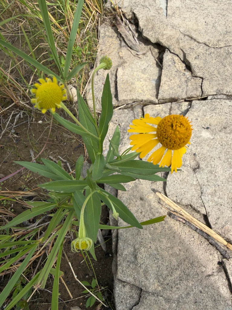 Helenium Autumnale