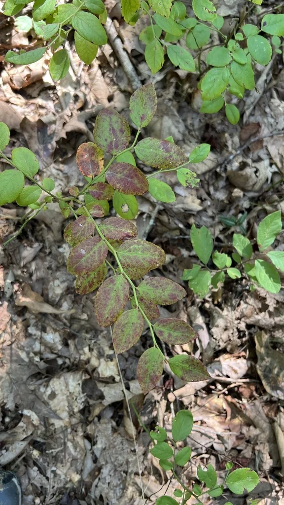 Vaccinium Pallidum