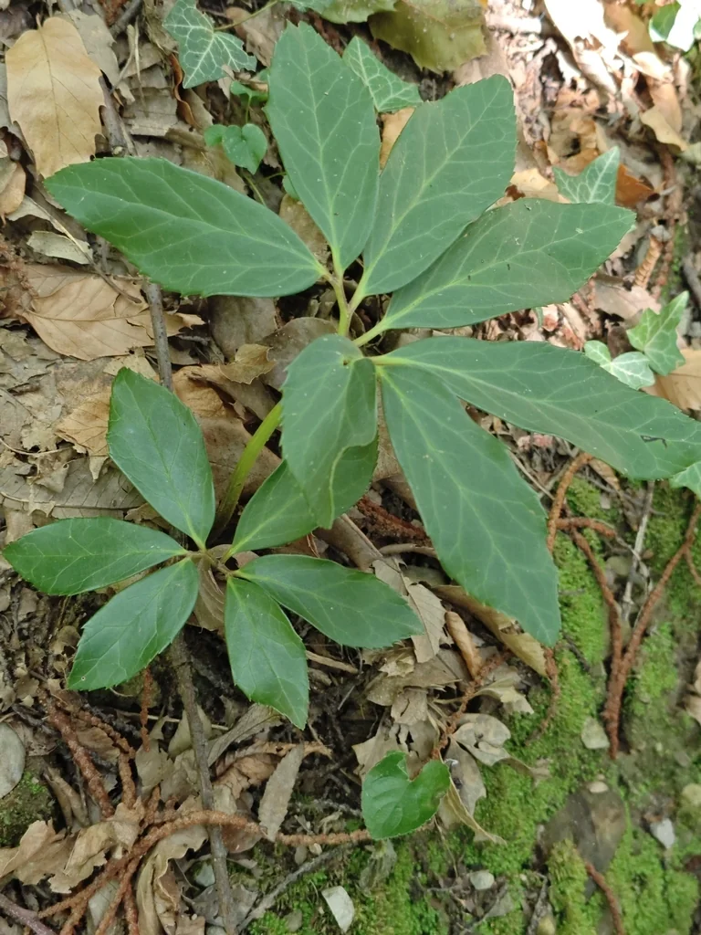 Helleborus Niger