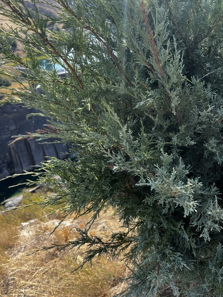 Juniperus Scopulorum