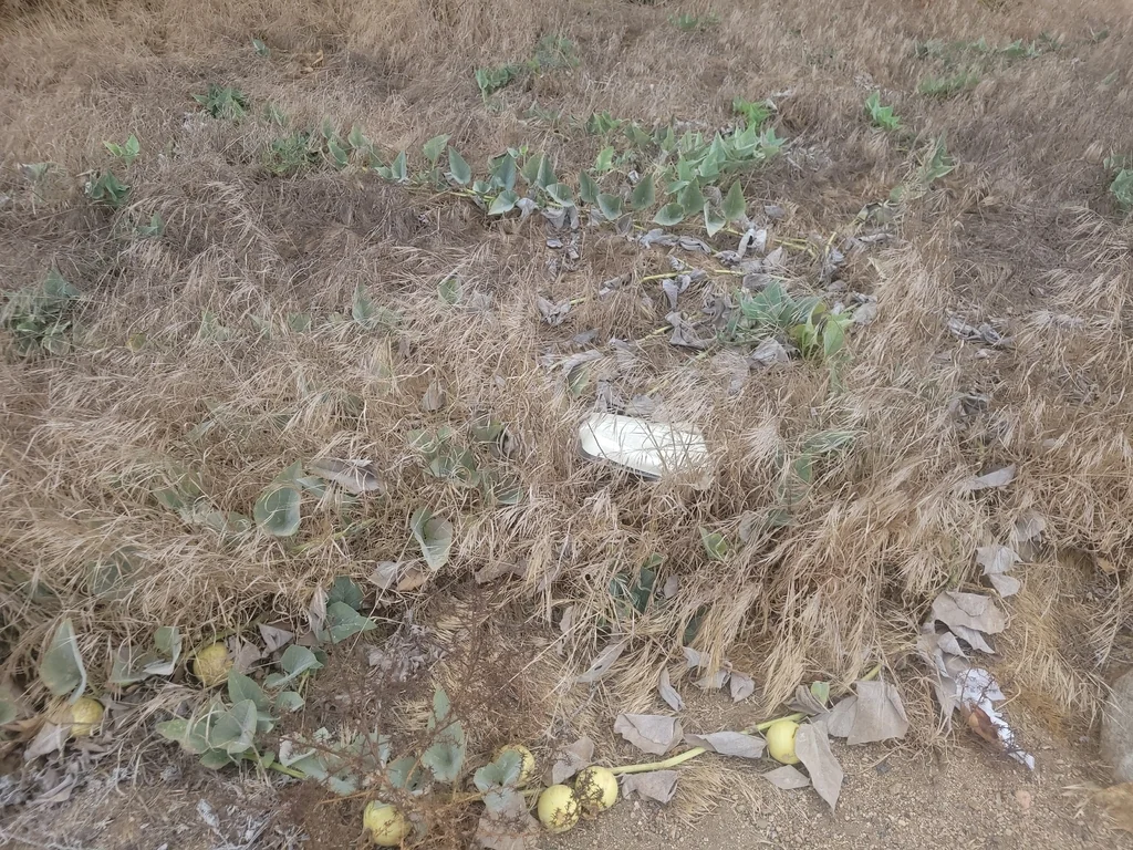 Cucurbita Foetidissima