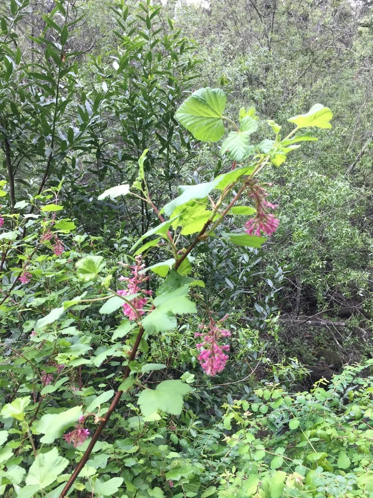 Ribes Sanguineum Glutinosum