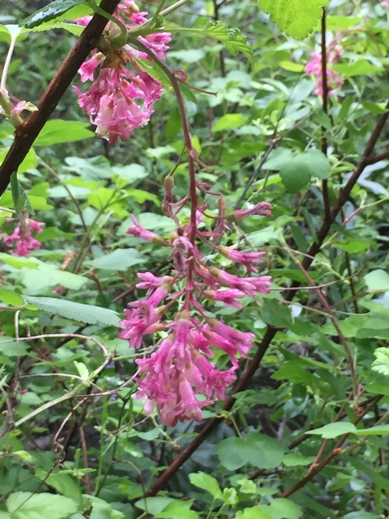 Ribes Sanguineum Glutinosum