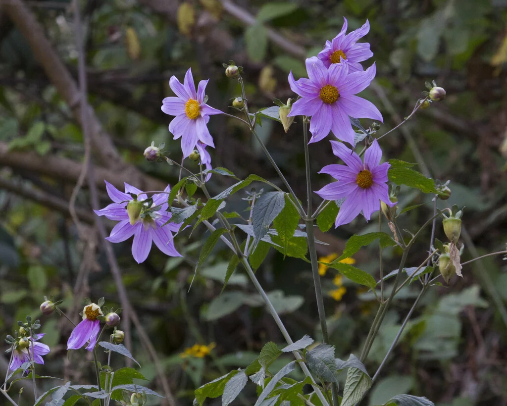 Dahlia Imperialis