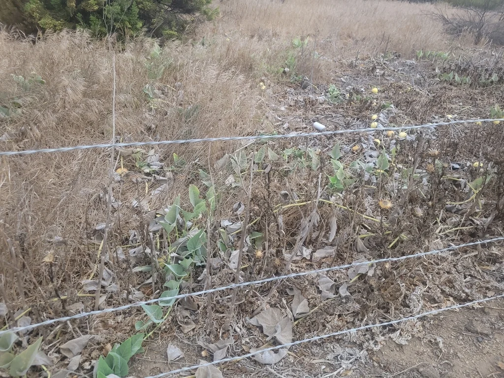 Cucurbita Foetidissima
