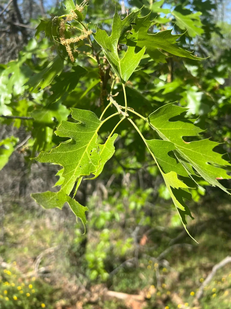 Quercus Kelloggii