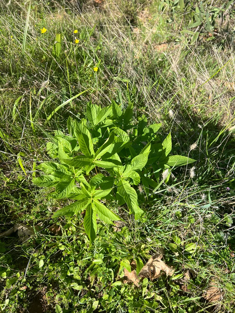 Aesculus Californica