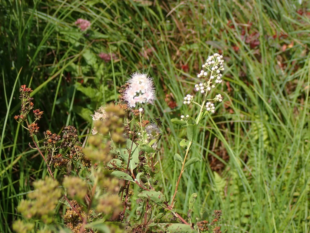 Spiraea Alba