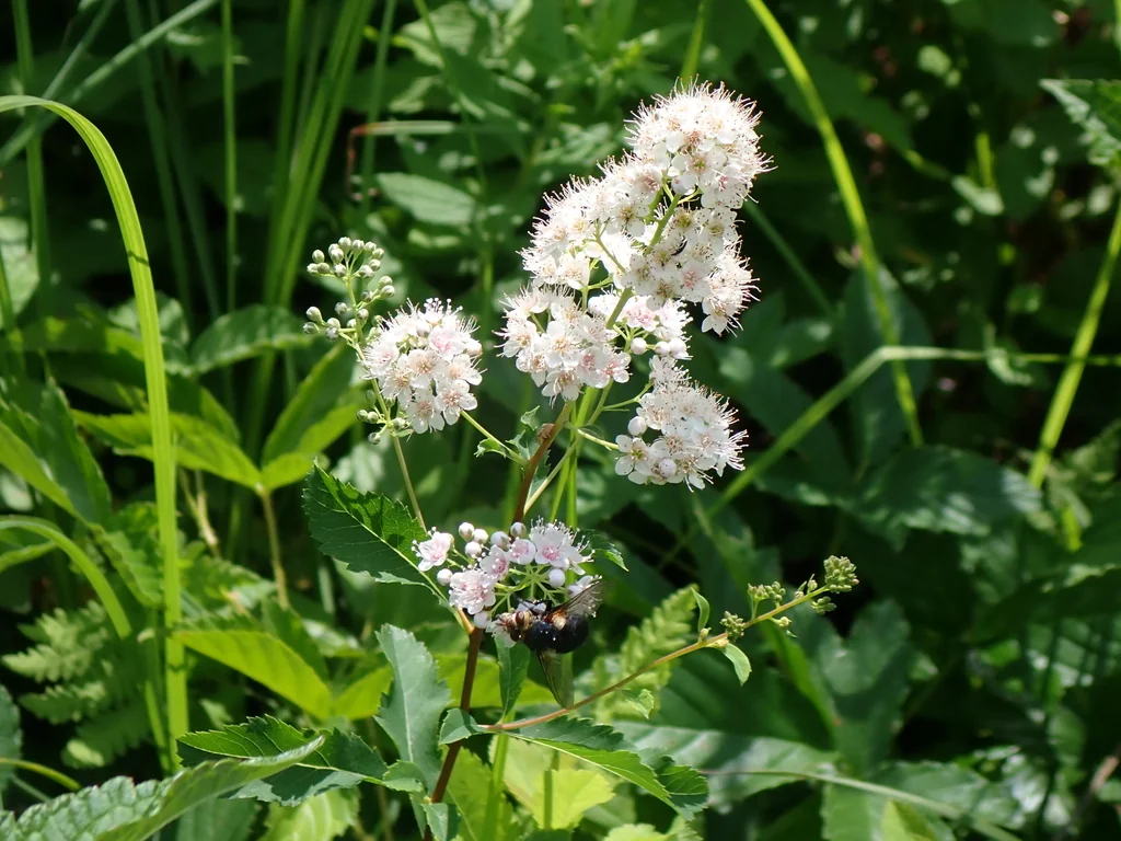Spiraea Alba