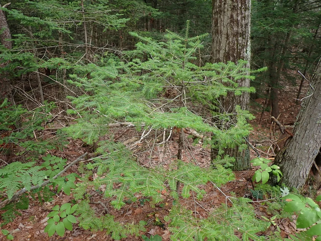 Abies Balsamea
