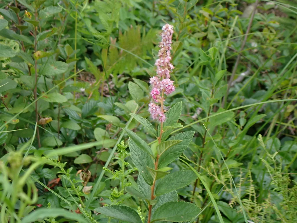 Spiraea Tomentosa
