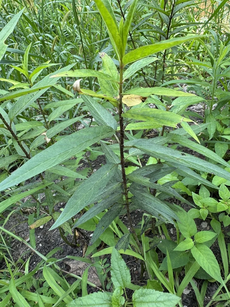 Asclepias Incarnata