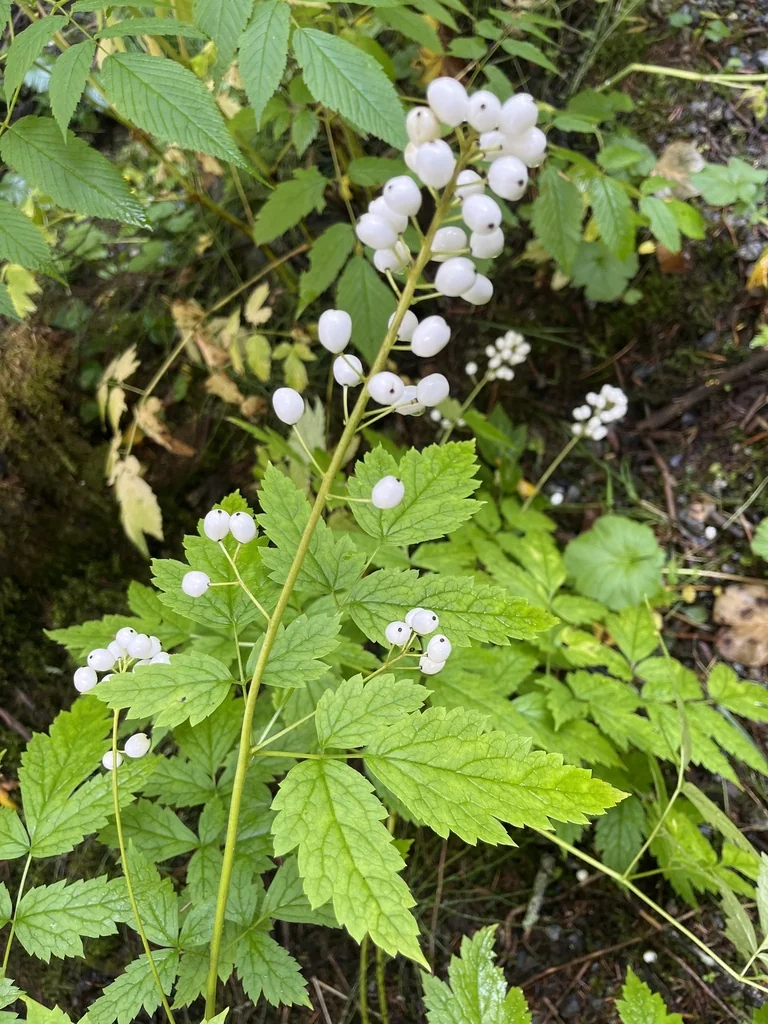 Actaea Rubra