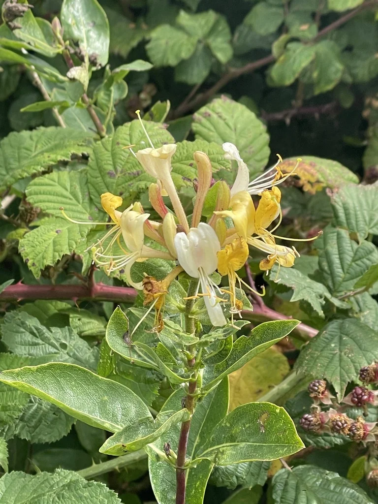 Lonicera periclymenum