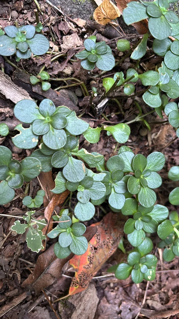 Sedum Ternatum